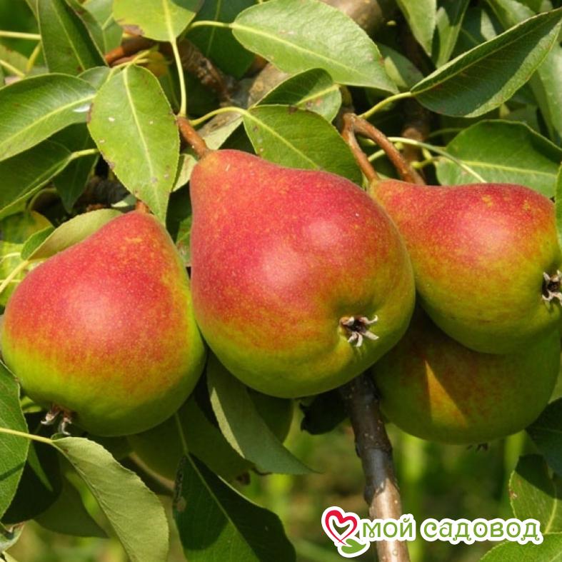 Груша Радужная Летняя