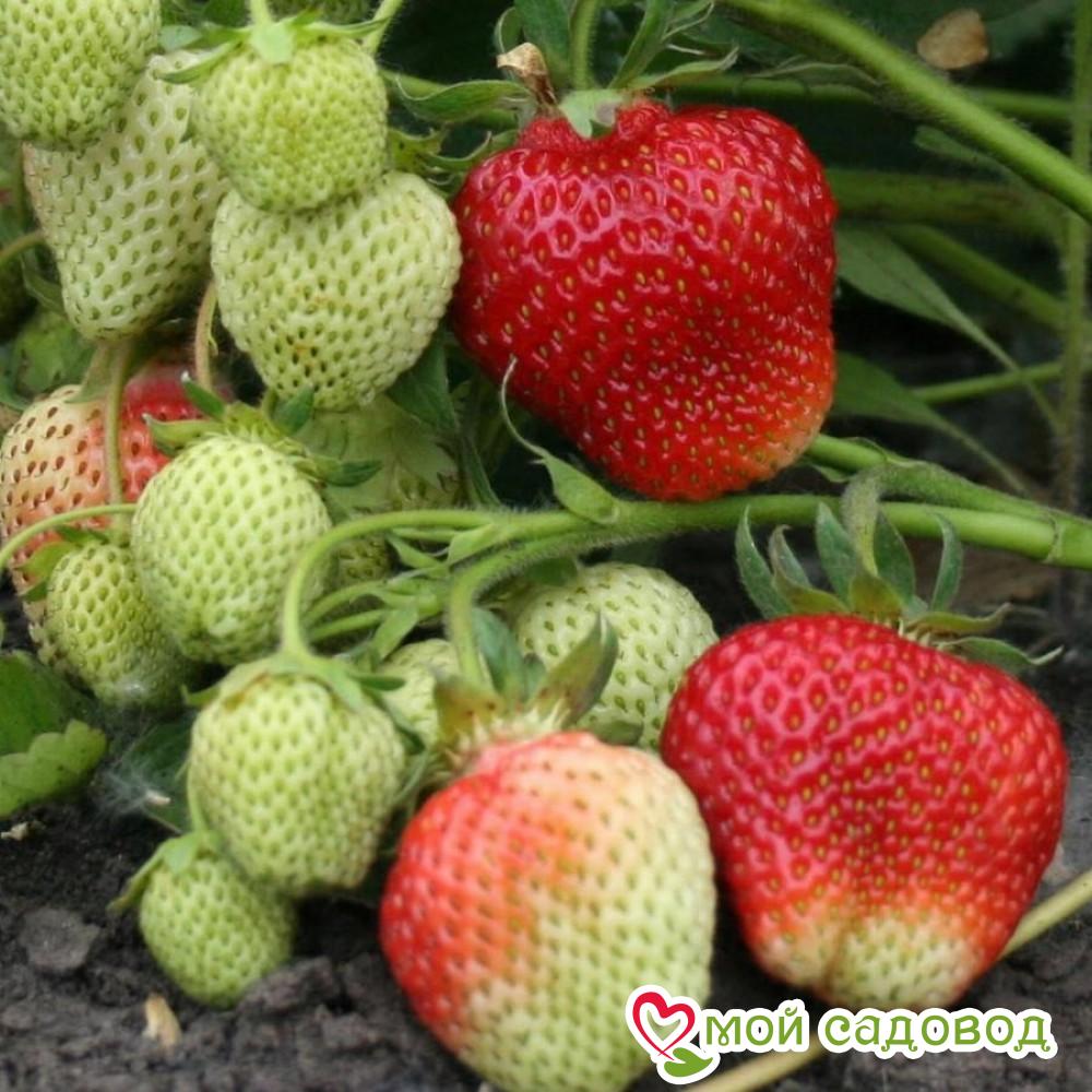 Клубника Сударушка (крупноплодная)