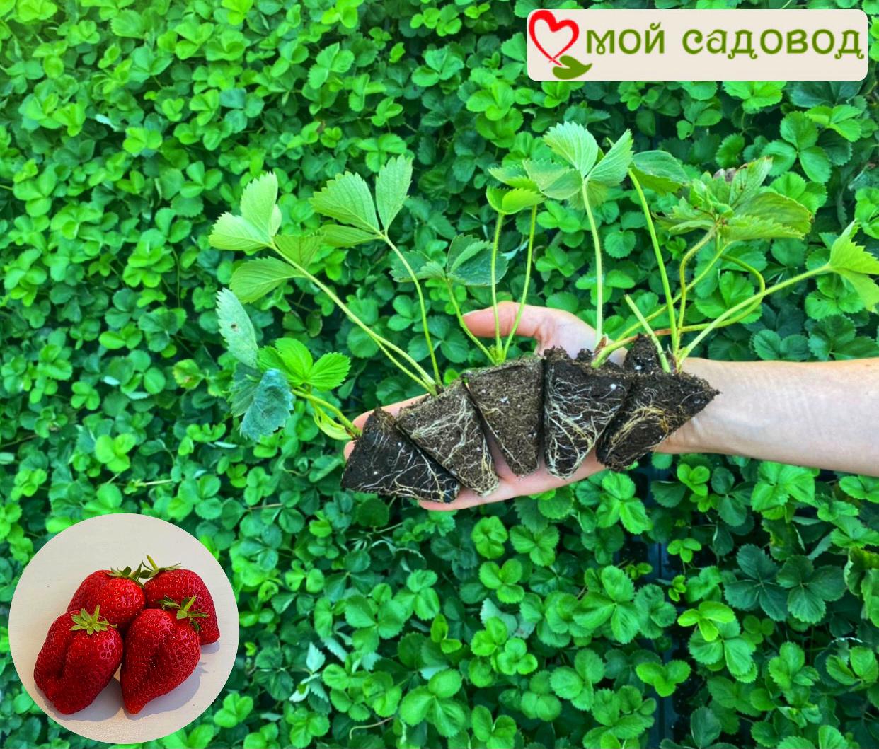 Клубника Крупноплодная Лорд