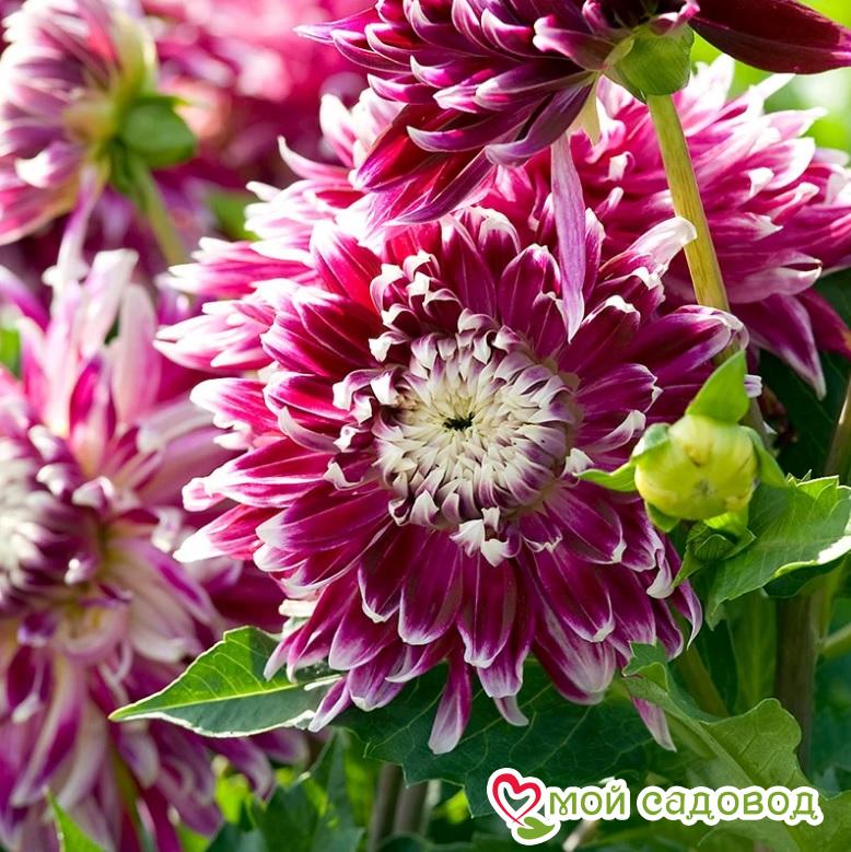 Георгина декоративная Ванкувер (Vancouver)