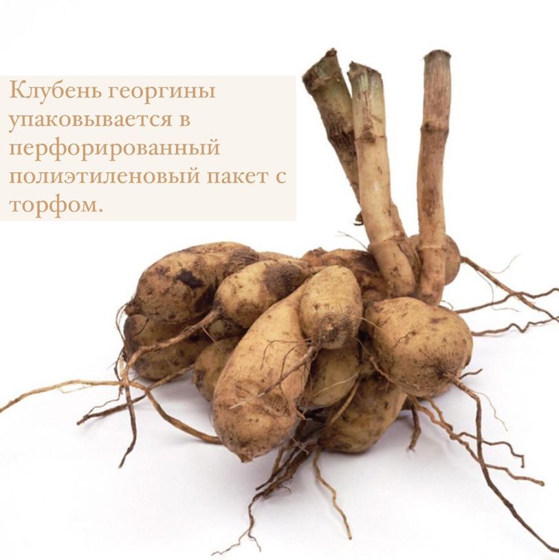 Георгина декоративная Крев Кёр (CREVE COEUR)