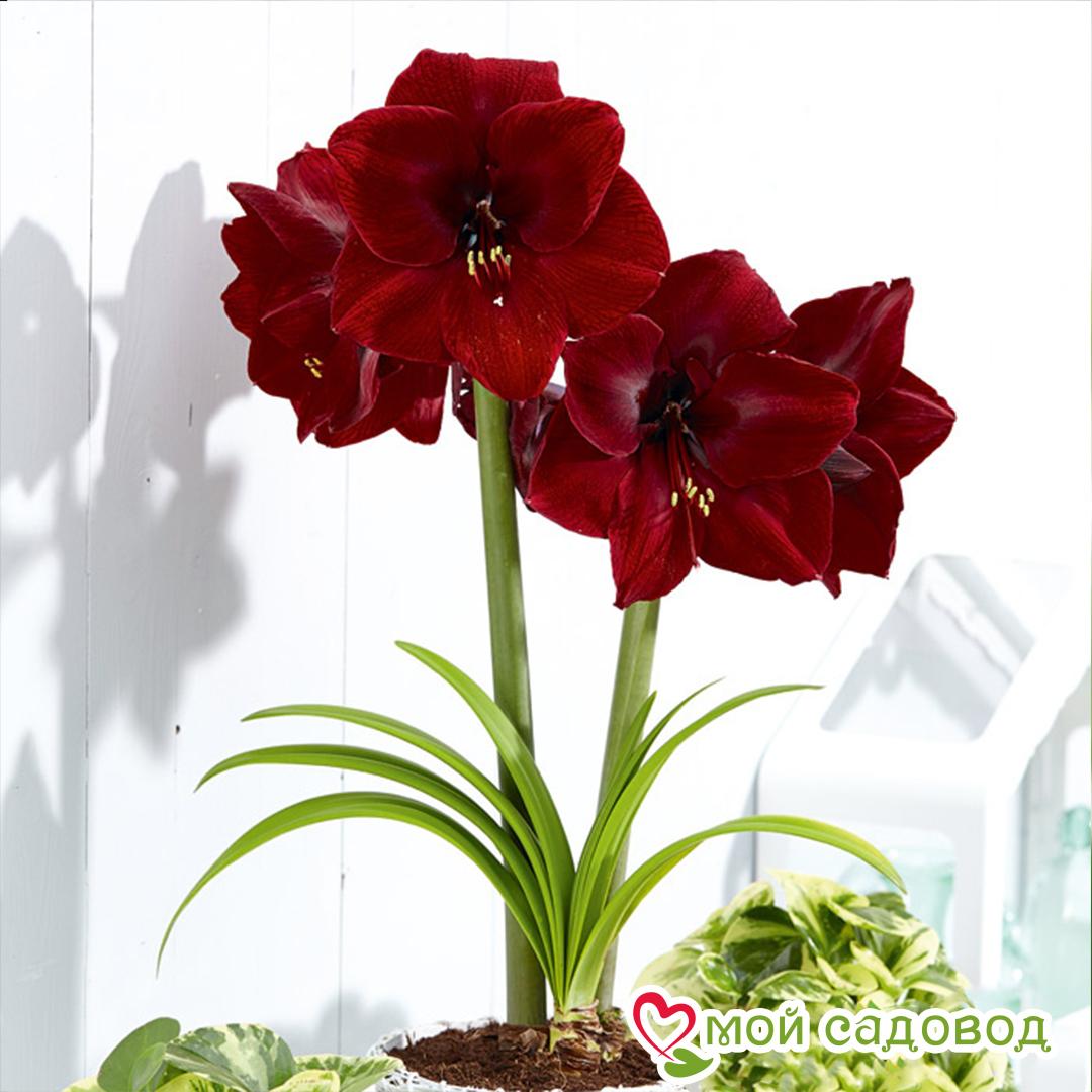 АМАРИЛЛИС (ГИППЕАСТРУМ) ГРАНД ДИВА