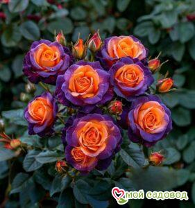 Роза Эмбер Скай